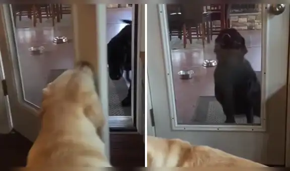 Perro celoso le cierra la puerta a su ‘hermano’ canino para recibir toda la atención de sus dueños [VIDEO]