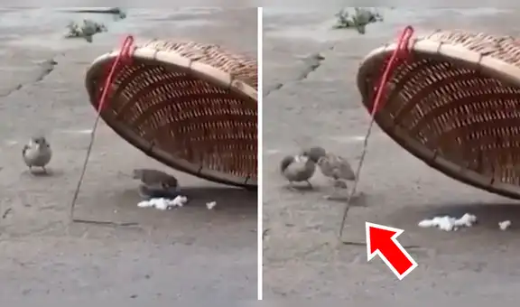 Pajarito arriesga su vida y entra a peligrosa trampa para alimentar a otra ave [VIDEO]