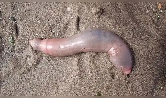“Peces pene” invaden playa de California y desconciertan a bañistas por su extraña forma [VIDEO]