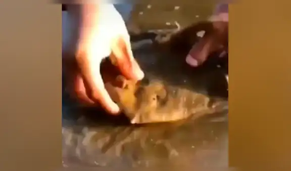 Encuentra misterioso charco que ‘respira’, se acerca y hace insólito hallazgo [VIDEO]