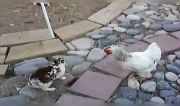 Gallinas ‘policías’ detienen una ‘pelea’ protagonizada por dos conejos en un corral [VIDEO]