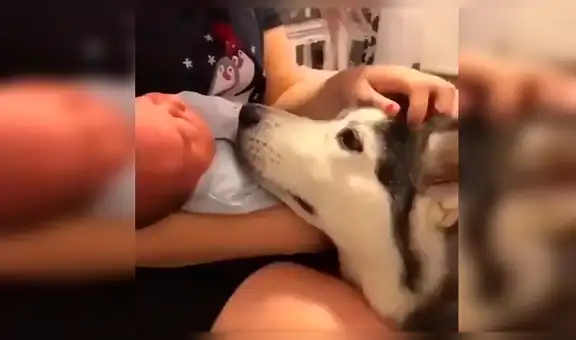 Perro conoce al bebé de su dueña y su tierna reacción conmueve a todos [VIDEO]