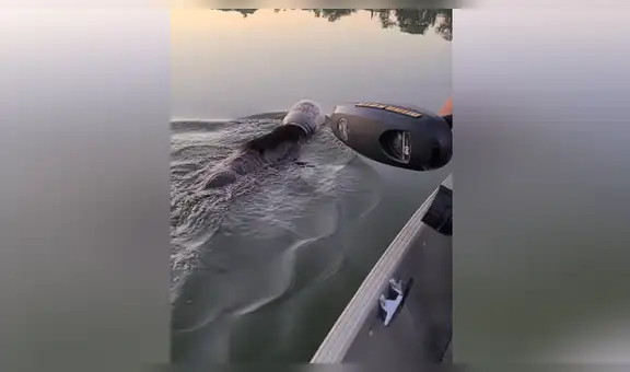 Familia rescata a oso que estaba nadando en un lago con un enorme plástico en la cabeza [VIDEO] 