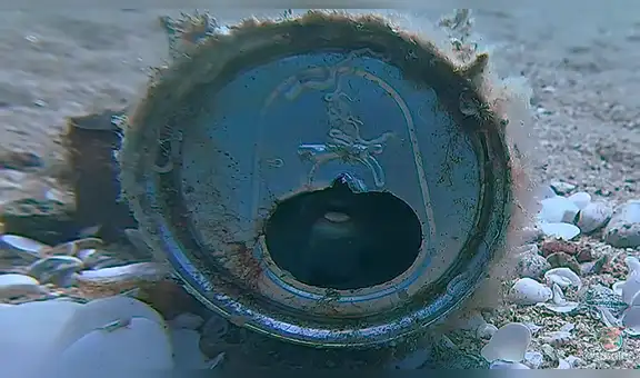 Encuentra extraña lata en el fondo del mar, intenta alzarla y nota que criatura marina vive dentro de ella [VIDEO]