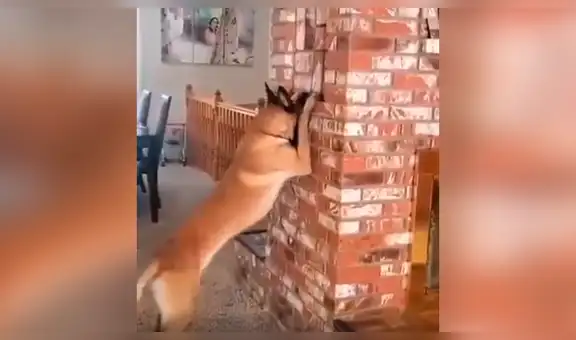 Perro juega a las escondidas con una niña y protagonizan tierna escena [VIDEO]