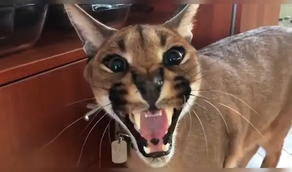 Facebook: Escucha el aterrorizador sonido que hace un lince africano cuando está asustado [VIDEO]