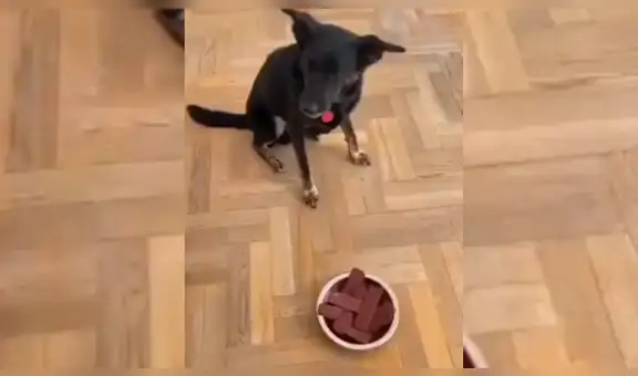 Hombre usa gracioso truco para hacerle entender a su perro que no puede comer chocolate [VIDEO]