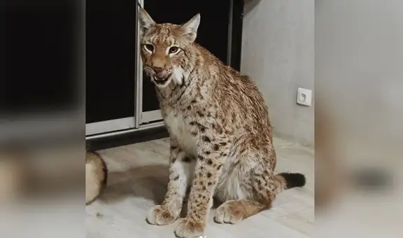 Rescata y adopta a dos linces bebés para salvarlos de maltrato animal [FOTOS]