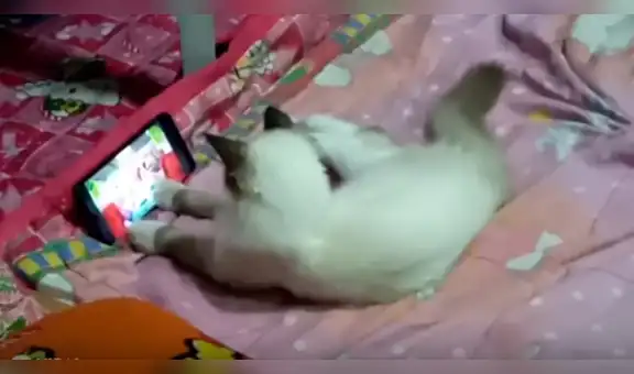 Gata aprovecha descuido de su dueña y agarra su teléfono para ver su dibujo favorito [VIDEO]