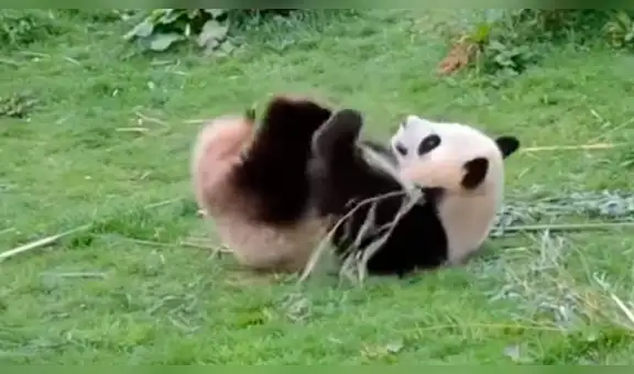 Facebook viral: graban a oso panda haciendo extraños movimientos y lo comparan con ‘Kung Fu Panda’ [VIDEO] 