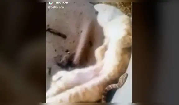 Gato se relaja al sentir cosquillas en el cuerpo y al despertar encuentra a temible serpiente [VIDEO]