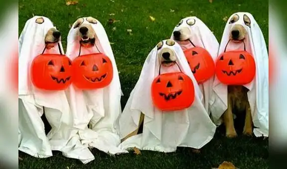 Halloween: 15 disfraces que puede usar tu mascota en ‘Noche de brujas’ [FOTOS]
