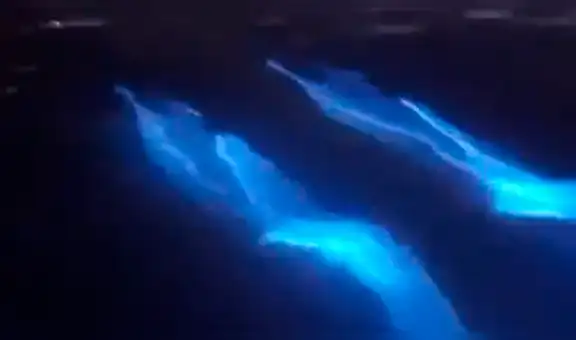 Hombre entra al mar y capta a delfines ‘brillando’ dejando rastros luminosos a su paso [VIDEO]
