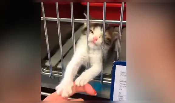 Pequeño gato abandonado ruega por ser adoptado y familia toma drástica decisión [VIDEO]