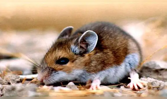 China reporta un muerto por hantavirus, transmitido por ratones de campo
