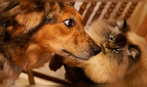 Gato con extraña apariencia luce molesto en cualquier situación [VIDEO]