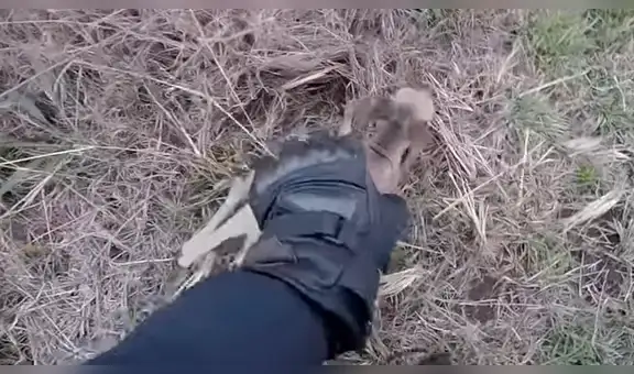 Chico recorre carretera, oye extraño llanto y descubre tierno animal desamparado [VIDEO]