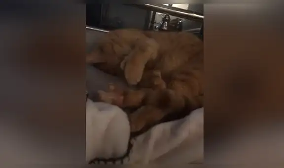 Gato tiene curiosa reacción para evitar que su dueño lo despierte de su siesta [VIDEO]