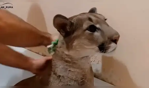 Chico baña a puma salvaje y la insólita reacción del depredador sorprende a miles [VIDEO] 
