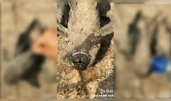 Descubre raros peces ‘fósiles’, les arroja un poco de agua y sucede lo impensado [VIDEO]