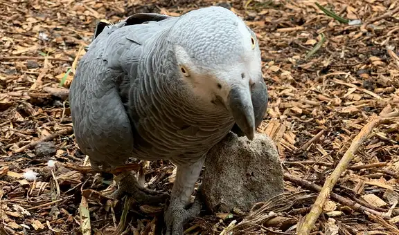 Zoológico saca de exhibición a loros por exclamar groserías a quienes iban a visitarlos [FOTOS]