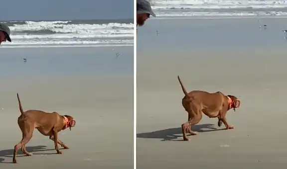 Joven lleva a su perro a la playa por primera vez y este intenta cazar gaviotas