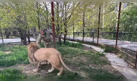 Hombre ingresa a jaula de enorme león, se aproxima y este tiene inesperada reacción [VIDEO]