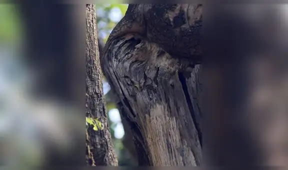 ¿Logras ver a la lechuza escondida en el árbol? El complicado reto visual que pocos logran resolver [FOTOS]