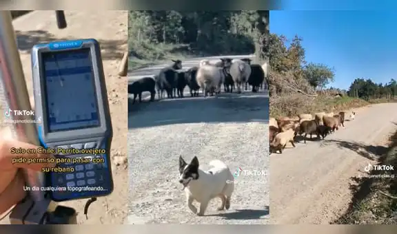 Perrito ovejero se hace viral luego de ‘pedir permiso’ para que su rebaño pueda seguir su camino