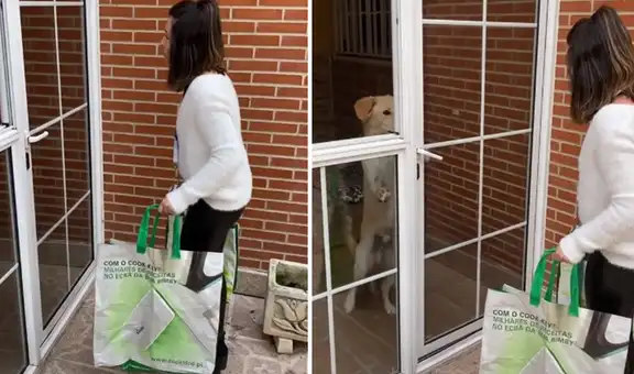 Perro escucha a su dueña llegar con las compras y le abre la puerta [VIDEO]