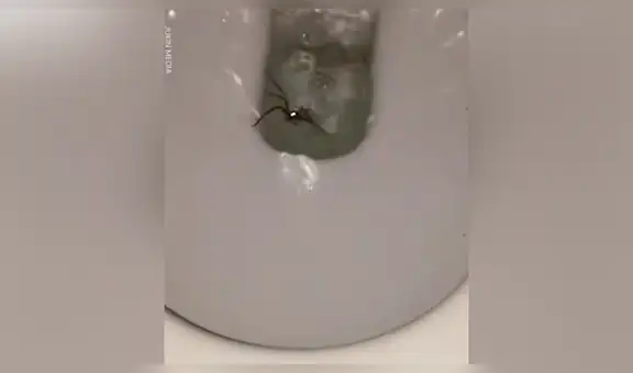 Escucha extraños ruidos dentro de inodoro, se aproxima y descubre a peligrosa criatura viva [VIDEO]