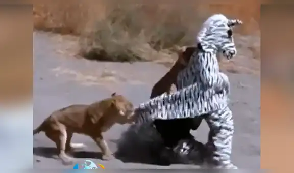Facebook: arriesgados hombre se visten de cebra para asustar a los animales en África y ocurre lo peor [VIDEO]