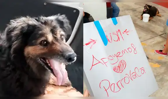 Facebook viral: ‘Perrovaca’ retornó a San Marcos con la condición de bajar de peso para mejorar [VIDEO]