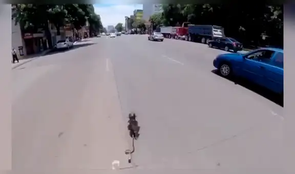 Hombre se cruza con pequeño perro en la carretera, lo persigue y logra salvarlo de milagro [VIDEO]  