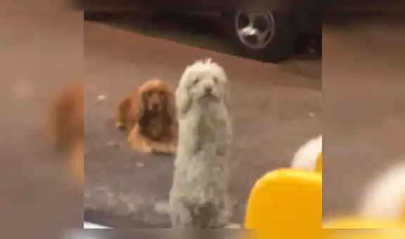 Vía Facebook: captan a perro callejero implora a jóvenes que le den de comer [VIDEO]