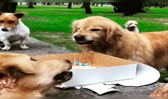 Perro 'egoísta’ enfurece al ver que su dueña intentaba repartir su torta de cumpleaños a sus ‘invitados’ [VIDEO]
