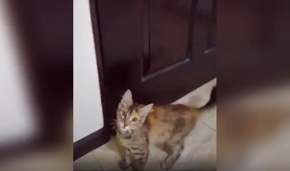 Gata intenta convencer a su dueña de abrir la puerta para salir a la calle