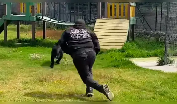 Hombre ingresa a la jaula de una pantera y juega de manera temeraria con depredador [VIDEO]