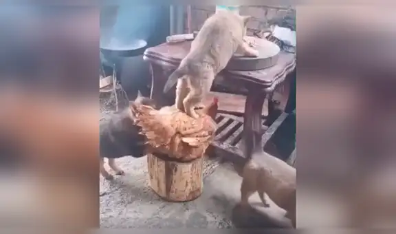 Gallina ayuda a perro para ‘robarse’ la comida de su amo al aprovechar su distracción [VIDEO] 