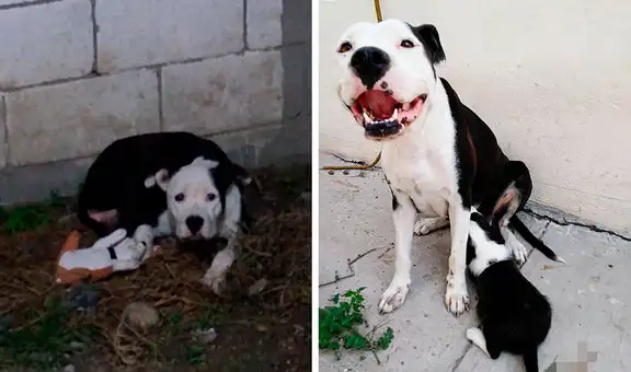Perrita perdió a sus crías y su dueño adopta un cachorro para que esta deje de estar triste [FOTOS]