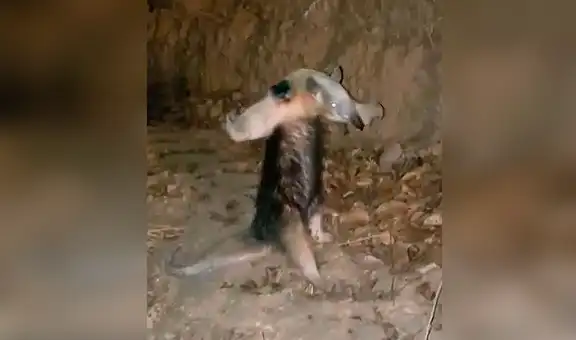 Oso hormiguero tiene conmovedora reacción al ser rescatado de un incendio forestal [VIDEO]