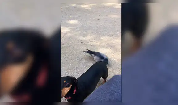 Perro salchicha se enfada con un cuervo y lo persigue [VIDEO]