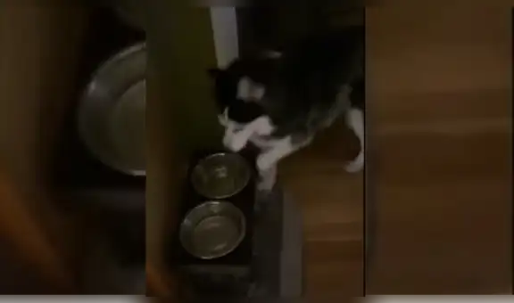 Perro despierta a su dueño en la madrugada para pedir que le sirva comida [VIDEO]