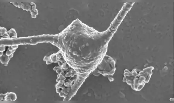 Descubren en Japón un microbio capaz de explicar el origen de la vida compleja en la Tierra [FOTO]