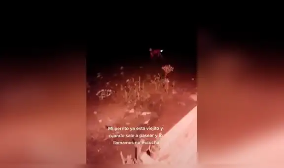 Colocan luces a su perro anciano para evitar que se pierda cuando sale a pasear [VIDEO] 