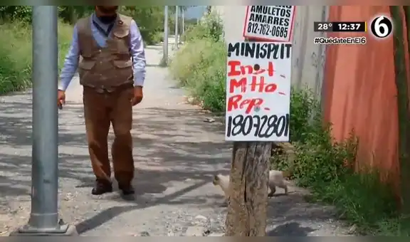 Reportero detiene transmisión en vivo al ver unos gatos bebés abandonados en la calle [VIDEO]