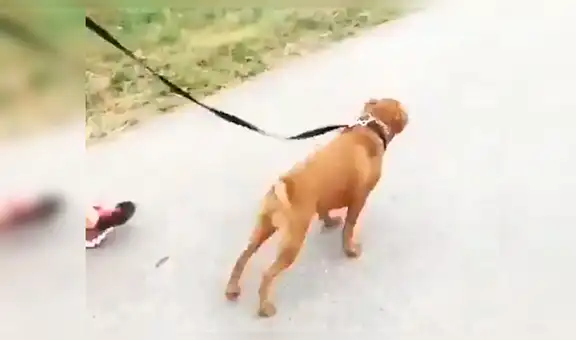 Chico adopta a perro callejero, lo saca a pasear por primera vez y este tiene emotiva reacción [VIDEO] 