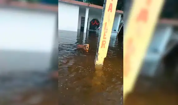 Perrito abandonado aún espera a sus dueños en casa inundada por las lluvias 