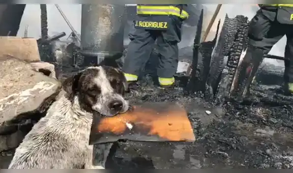 Perro callejero llora al ver que lugar donde dormía fue destruido en un incendio [VIDEO]