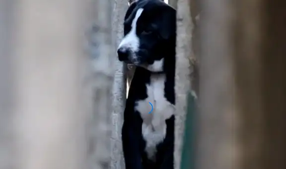 Perro queda atrapado entre dos paredes al huir de los ruidos de un desfile